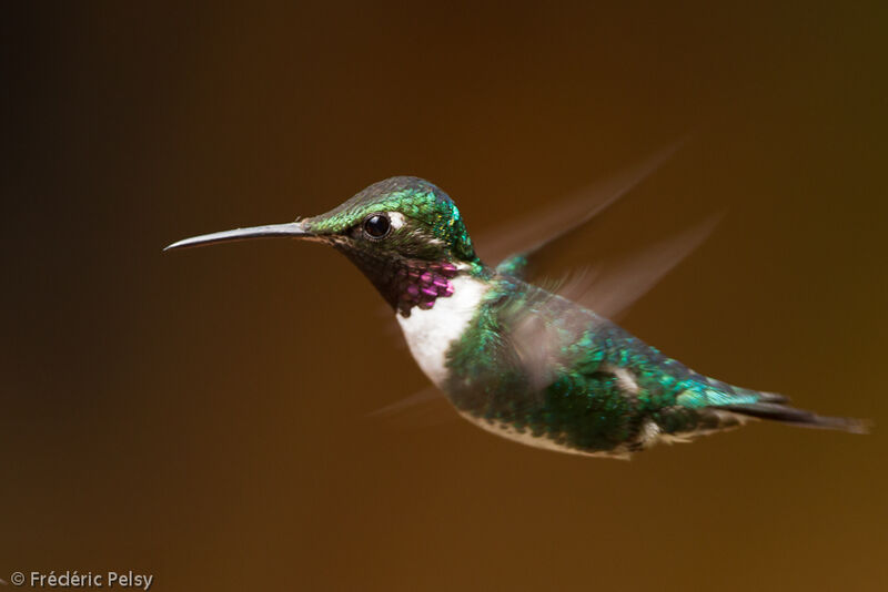 White-bellied Woodstaradult