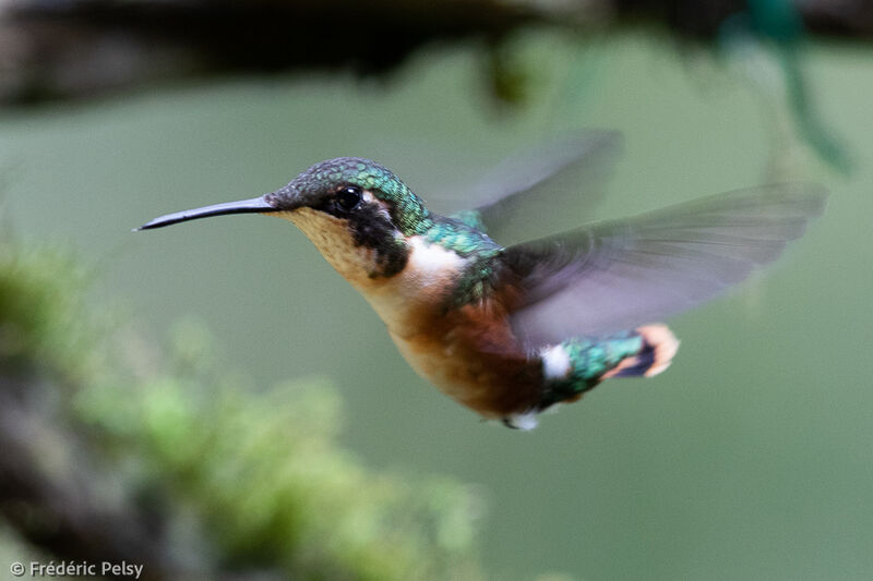 White-bellied Woodstar female, Flight