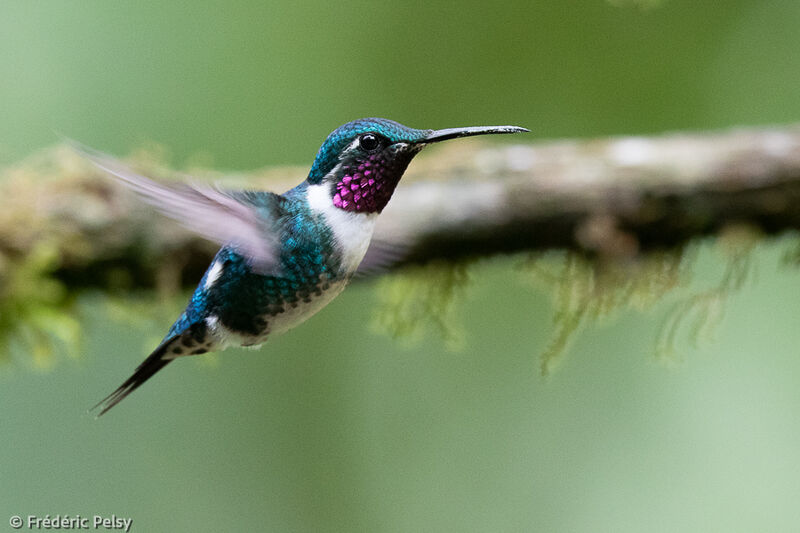 Colibri de Mulsant mâle adulte, Vol