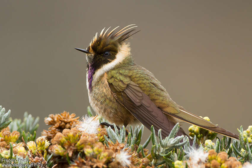 Colibri de Stübel