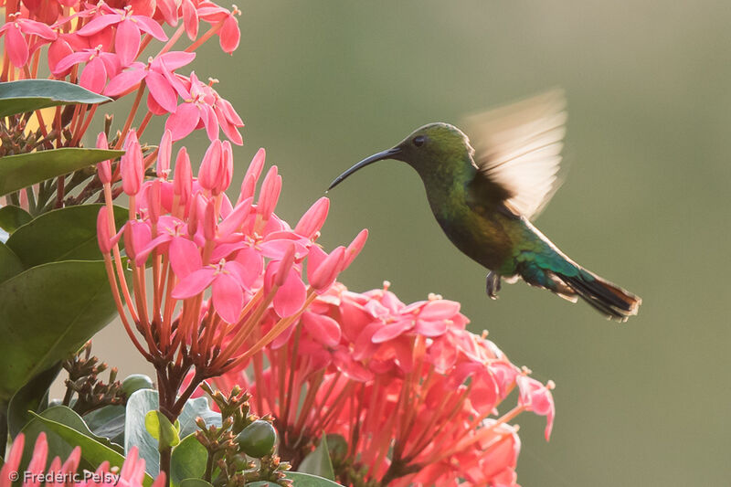 Green-throated Caribadult, Flight, eats