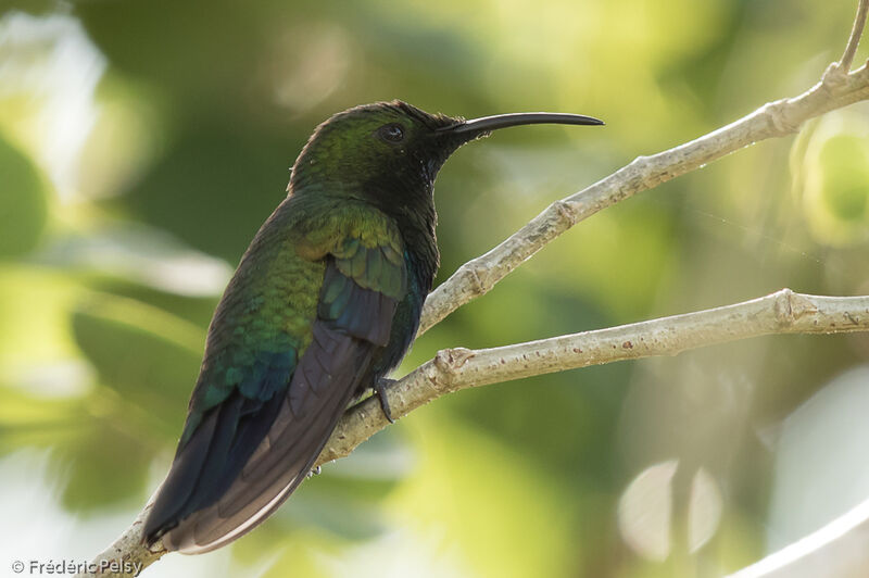 Colibri falle-vertadulte