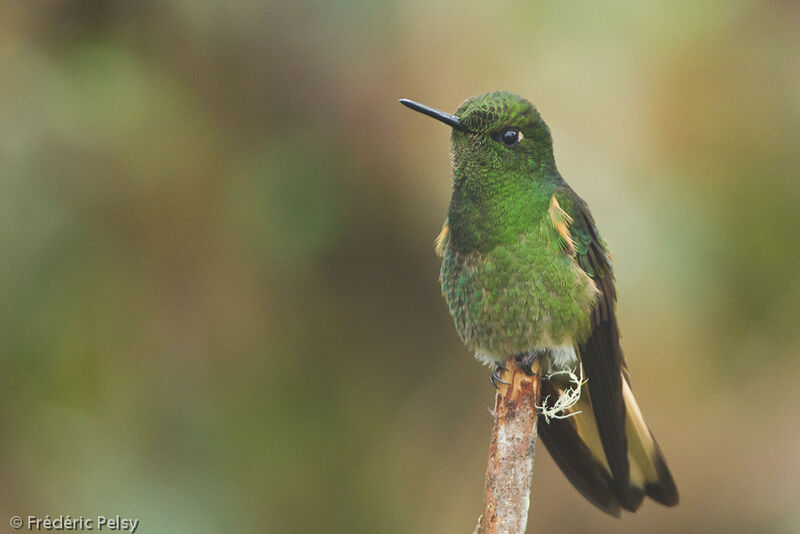 Colibri flavescentadulte