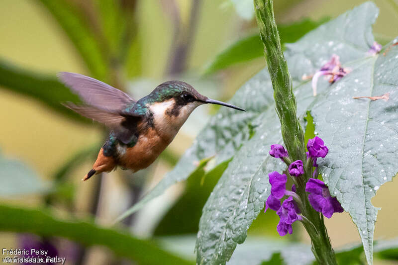 Gorgeted Woodstar female adult, pigmentation, Flight, eats