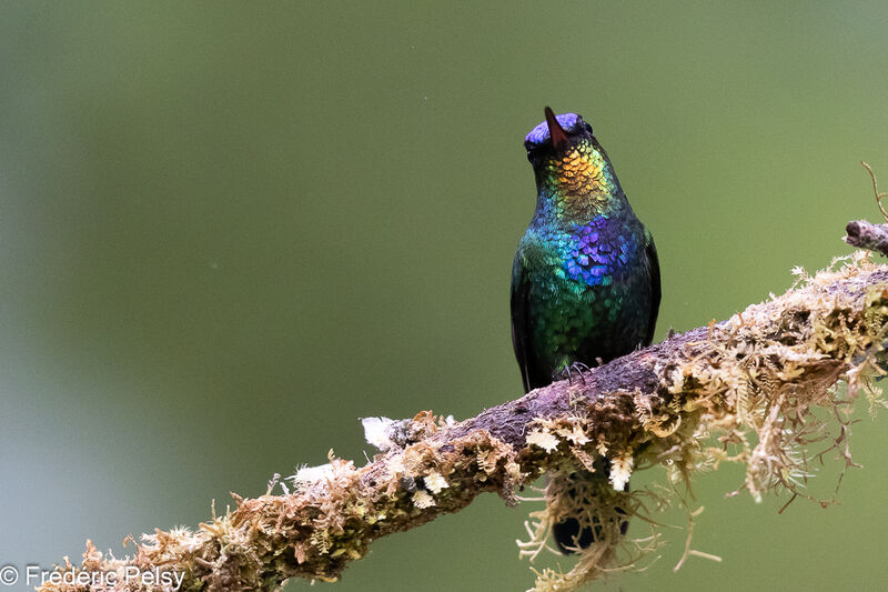 Fiery-throated Hummingbird