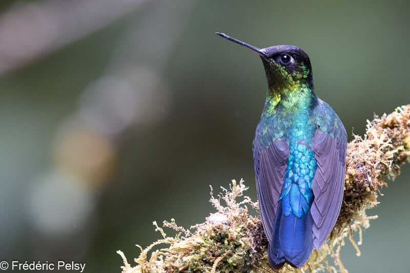 Fiery-throated Hummingbird