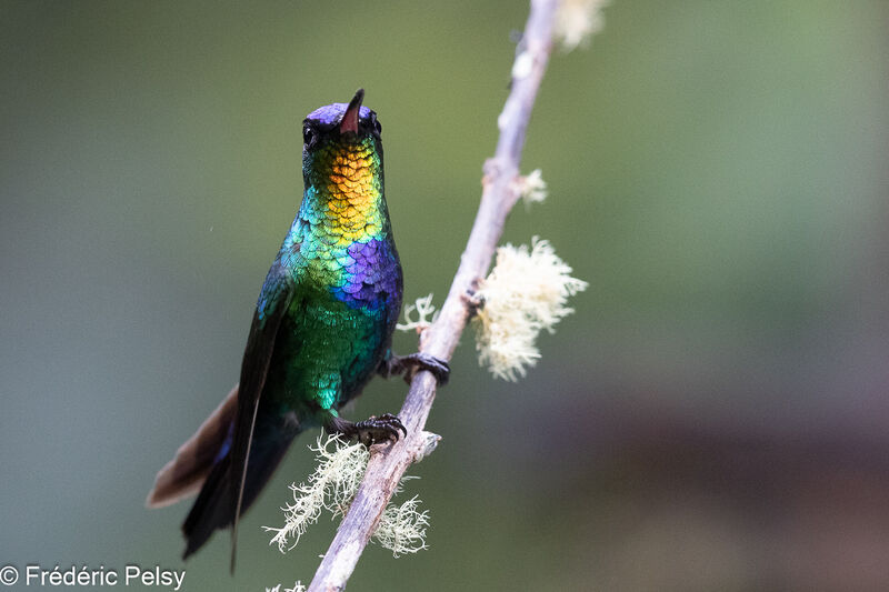 Fiery-throated Hummingbird