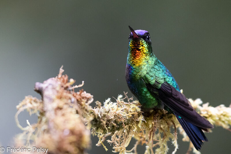 Colibri insigne