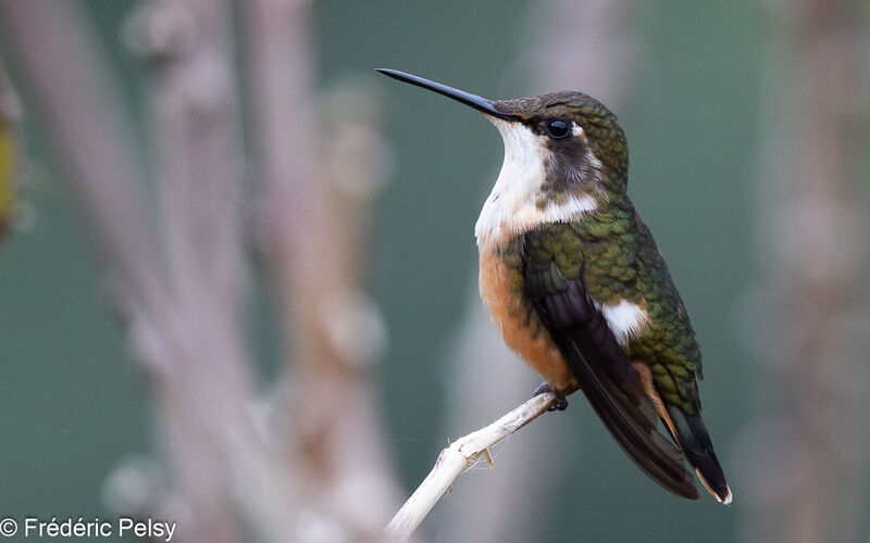 Colibri magenta femelle