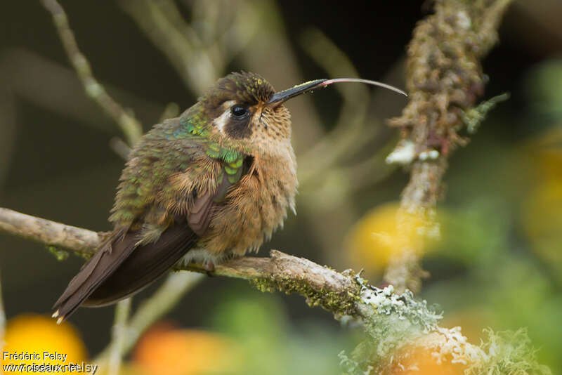 Speckled Hummingbirdadult, Behaviour