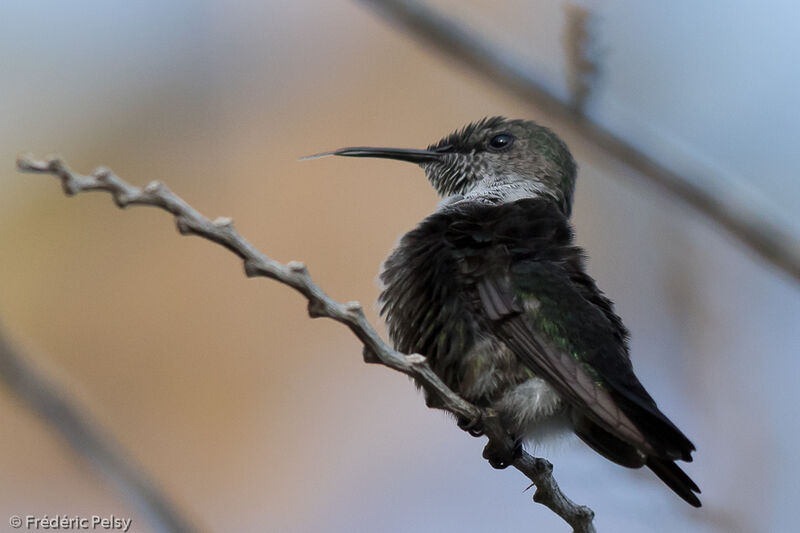 Colibri nain mâle adulte, identification