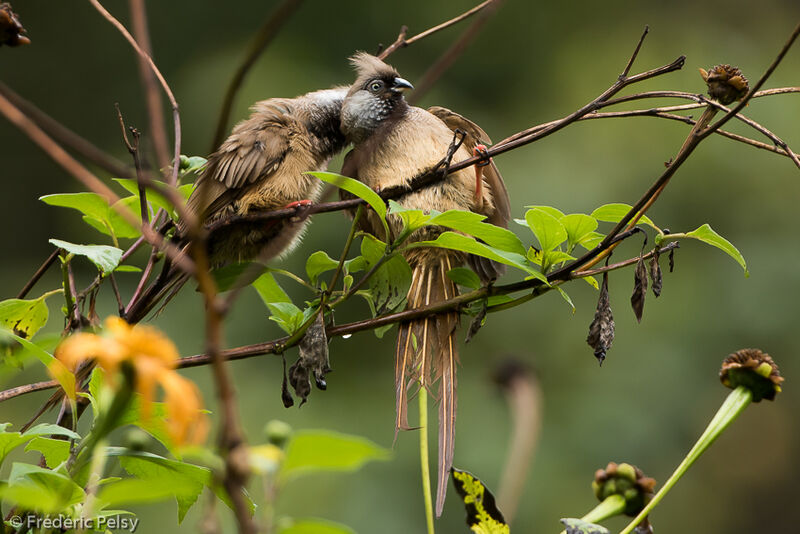 Speckled Mousebird