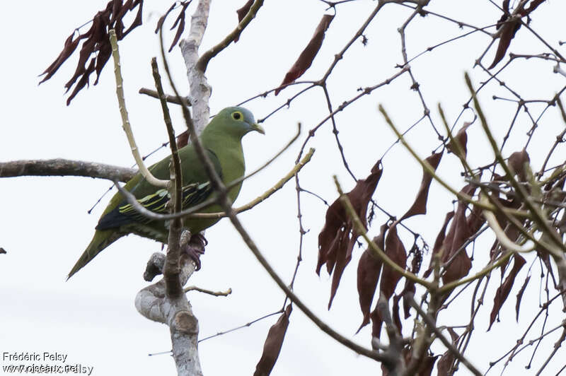 Grey-cheeked Green Pigeon