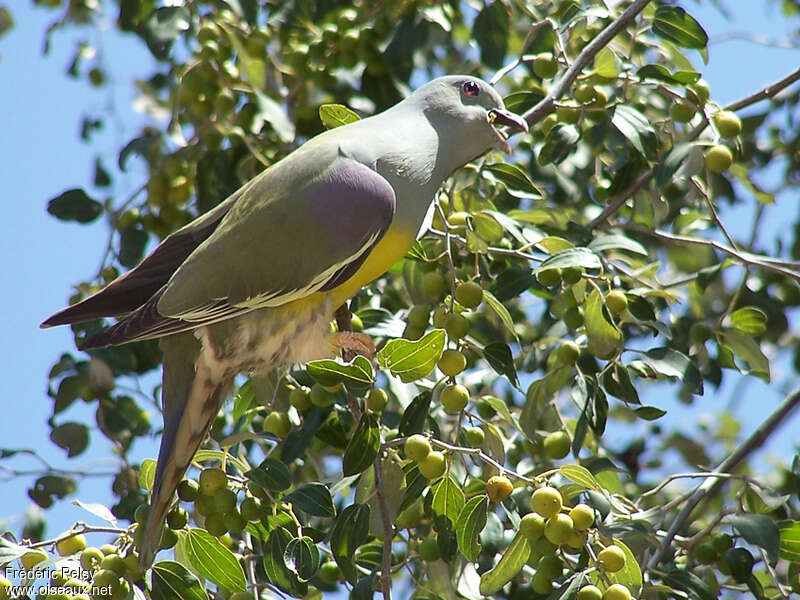 Colombar waaliaadulte, mange