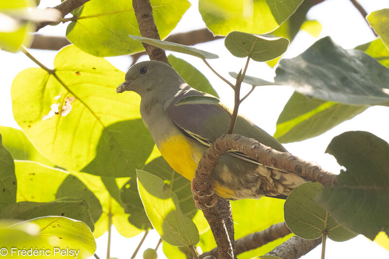 Bruce's Green Pigeon