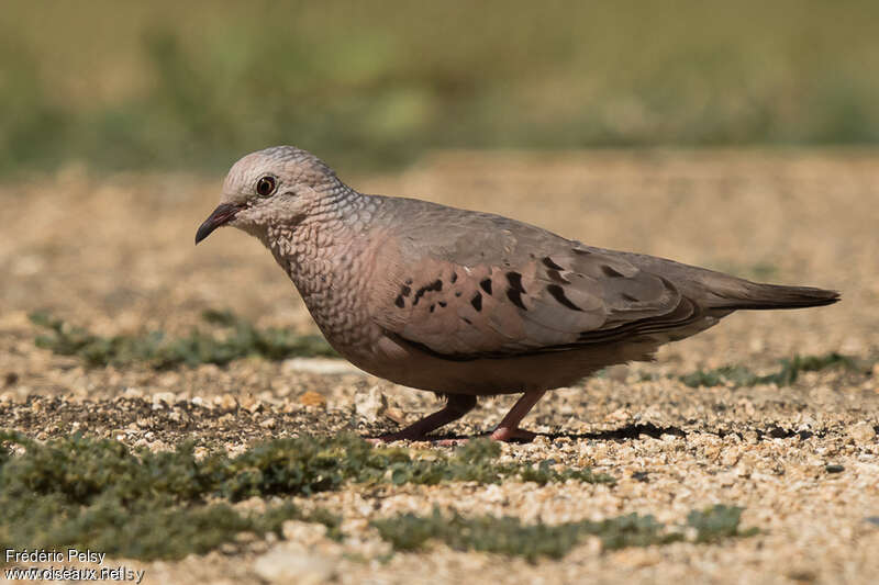 Common Ground Dove male adult, identification