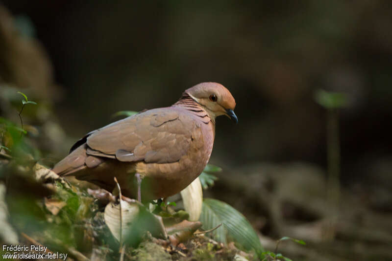 Lined Quail-Doveadult, identification