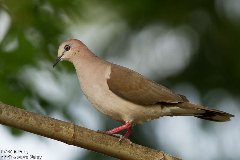 White-tipped Doveadult, identification