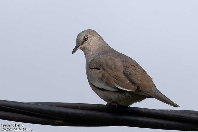 Picui Ground Doveadult, close-up portrait