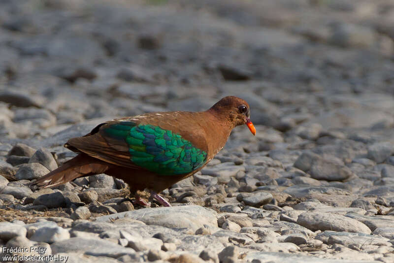 Stephan's Emerald Doveadult