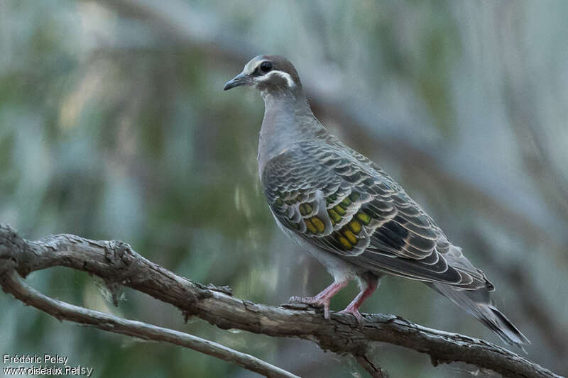 Common Bronzewing female adult, identification