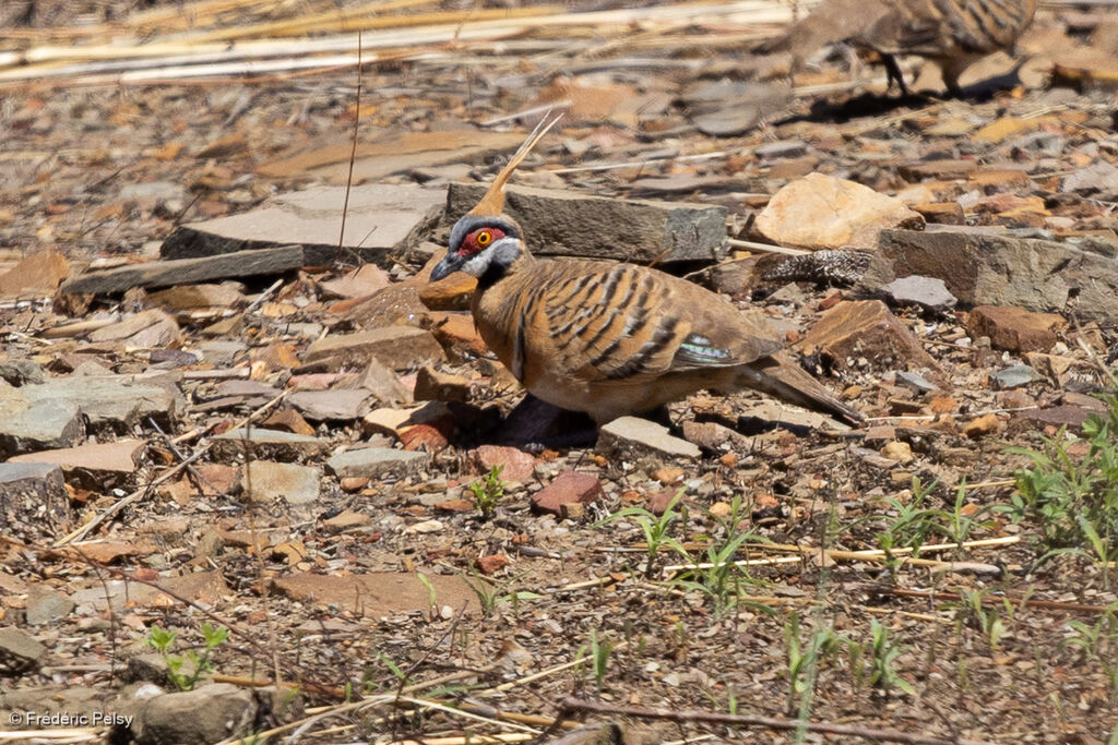 Spinifex Pigeon