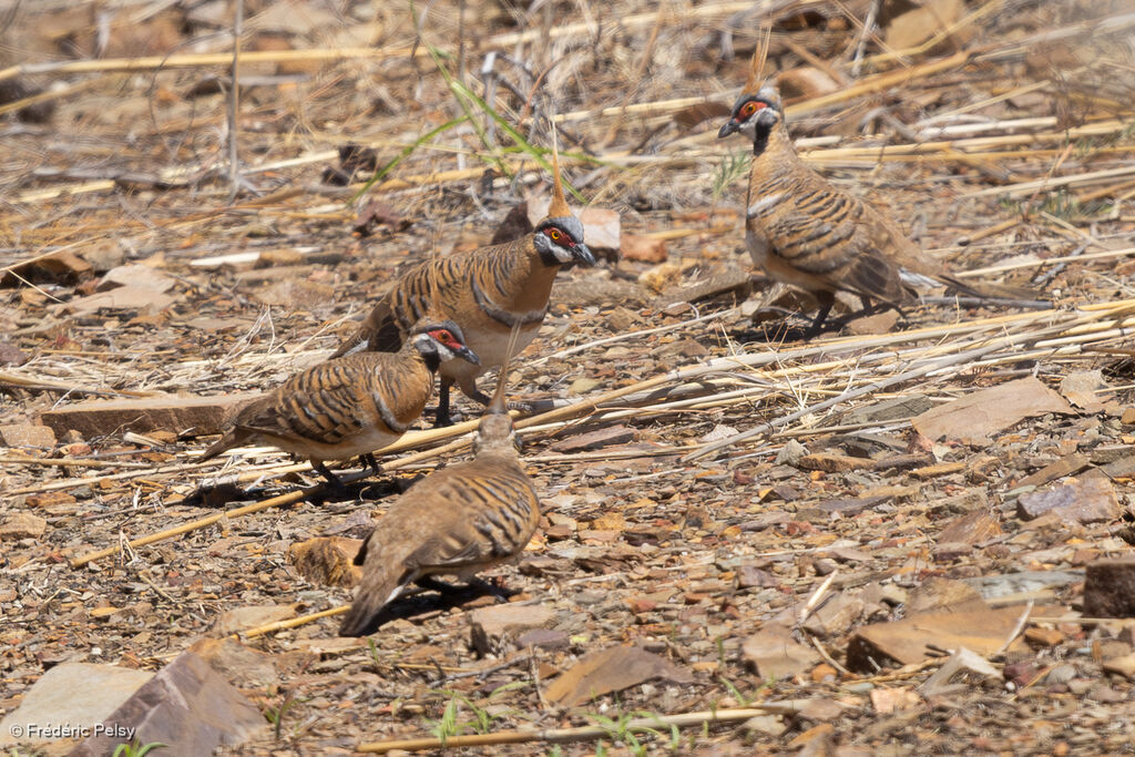 Spinifex Pigeon