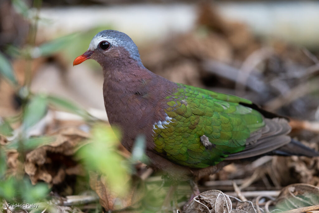 Common Emerald Dove