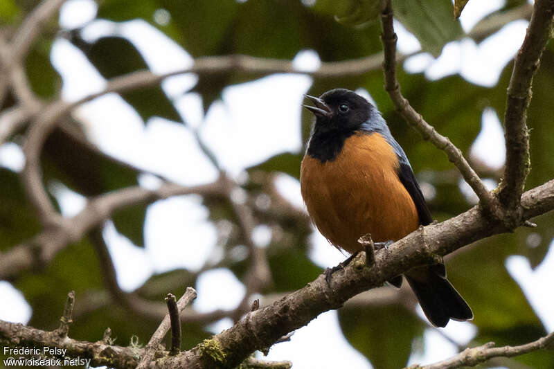 Blue-backed Conebilladult, pigmentation, song