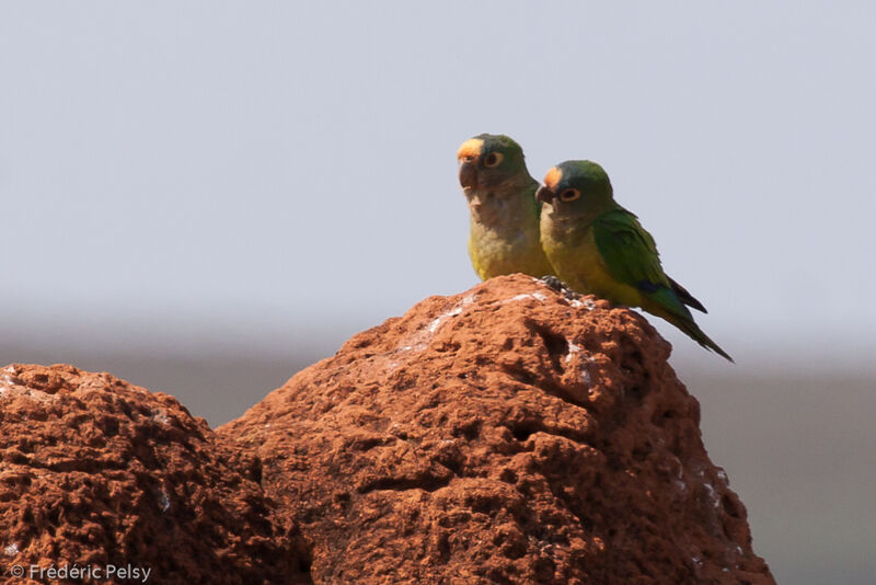 Conure couronnéeadulte