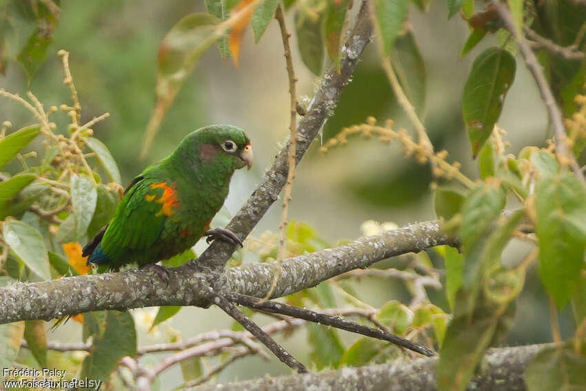Conure de Santa Marta