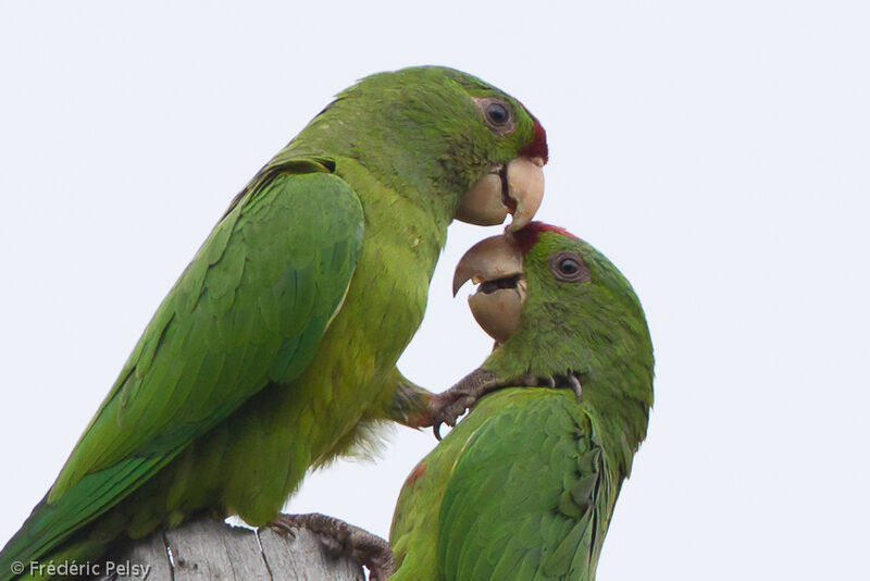 Conure de Wagler 