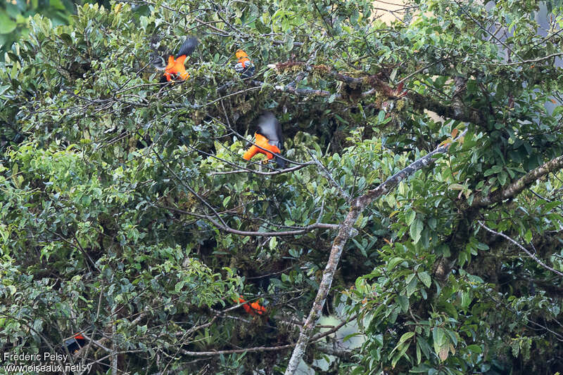 Andean Cock-of-the-rock male adult, courting display