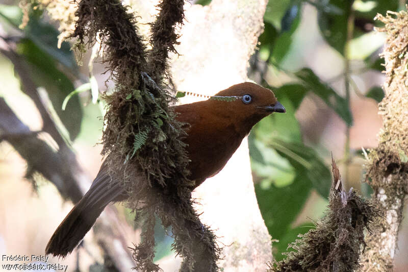 Andean Cock-of-the-rock female, pigmentation