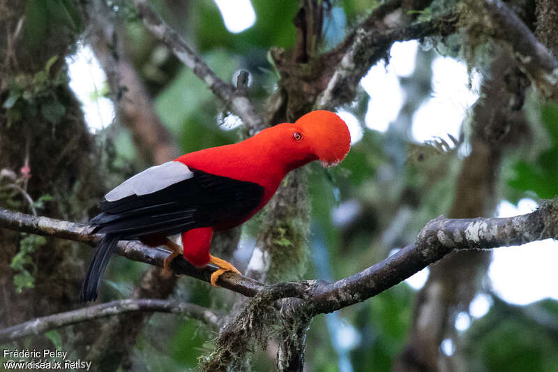 Andean Cock-of-the-rock male adult breeding, identification