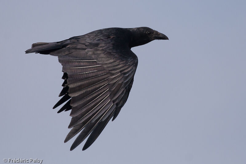 Fan-tailed Raven