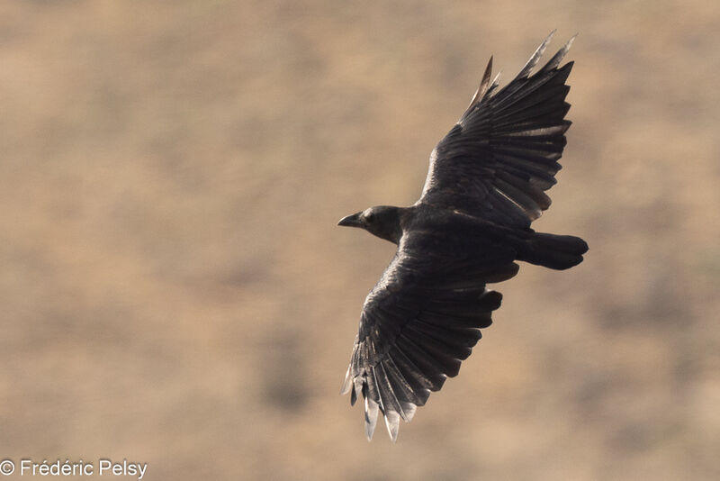 Corbeau à queue courte, Vol