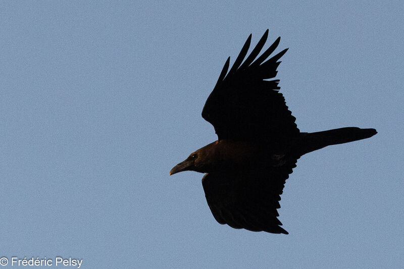 Brown-necked Raven