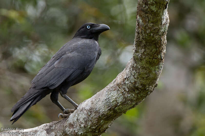 Torresian Crowadult, identification