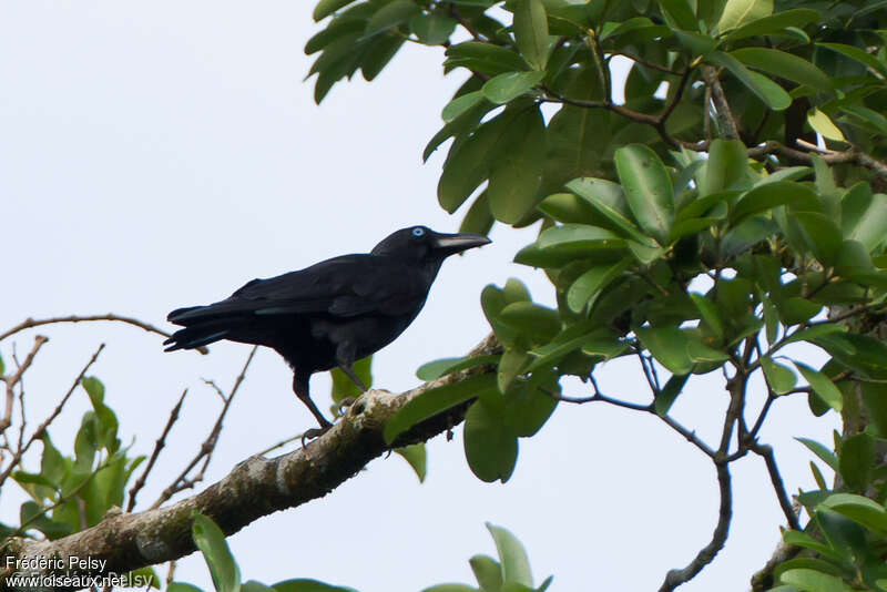 Corbeau des Bismarckadulte