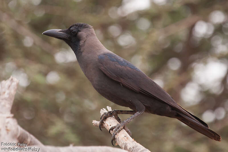 House Crowadult, identification