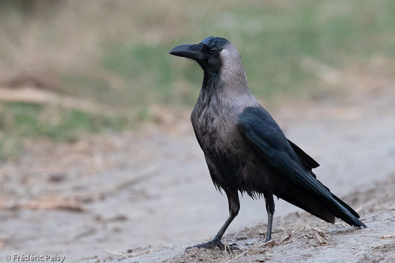 House Crow