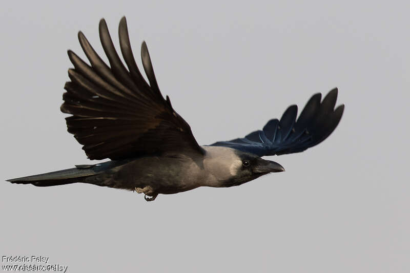 House Crowadult, pigmentation, Flight