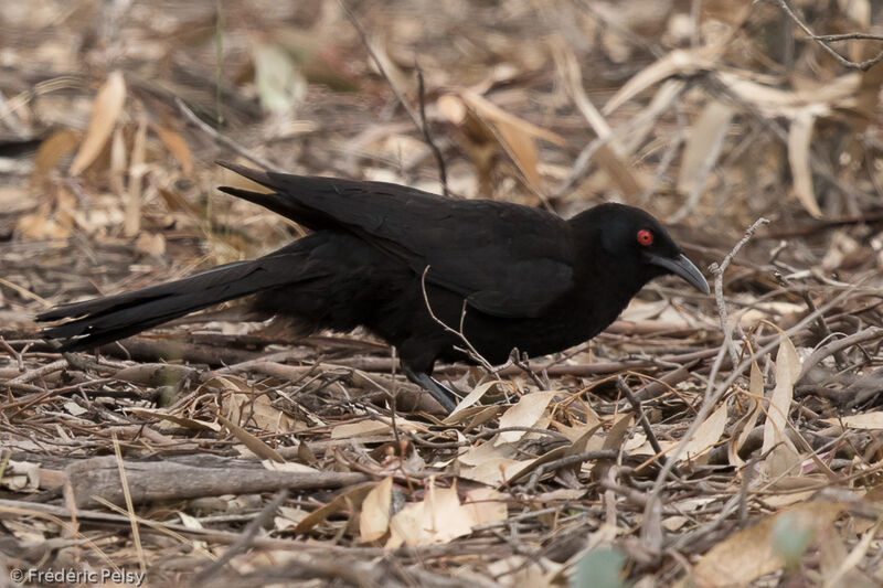 Corbicrave leucoptère