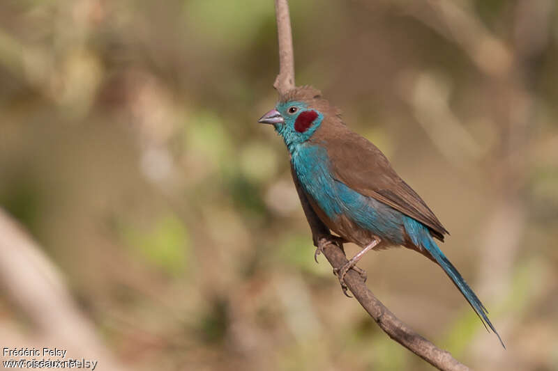 Red-cheeked Cordon-bleu male adult, identification