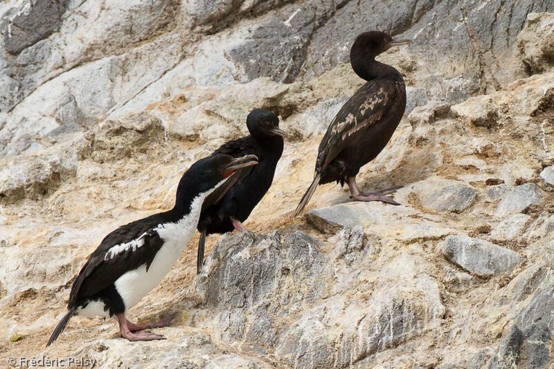 Otago Shag