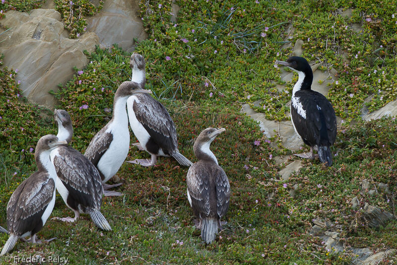 New Zealand King Shag