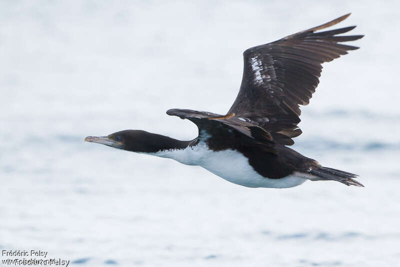 Cormoran caronculéadulte, Vol