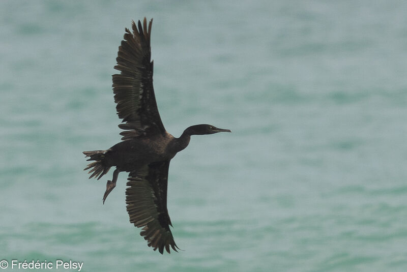 Cormoran de Socotra, Vol