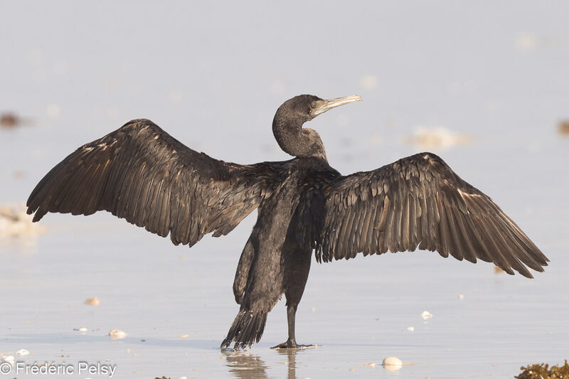 Cormoran de Socotra